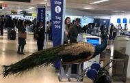 Viral: Γυναίκα ήθελε να πετάξει με το... πουλί της! - Μαντέψτε τι έγινε! - ΦΩΤΟΓΡΑΦΙΕΣ