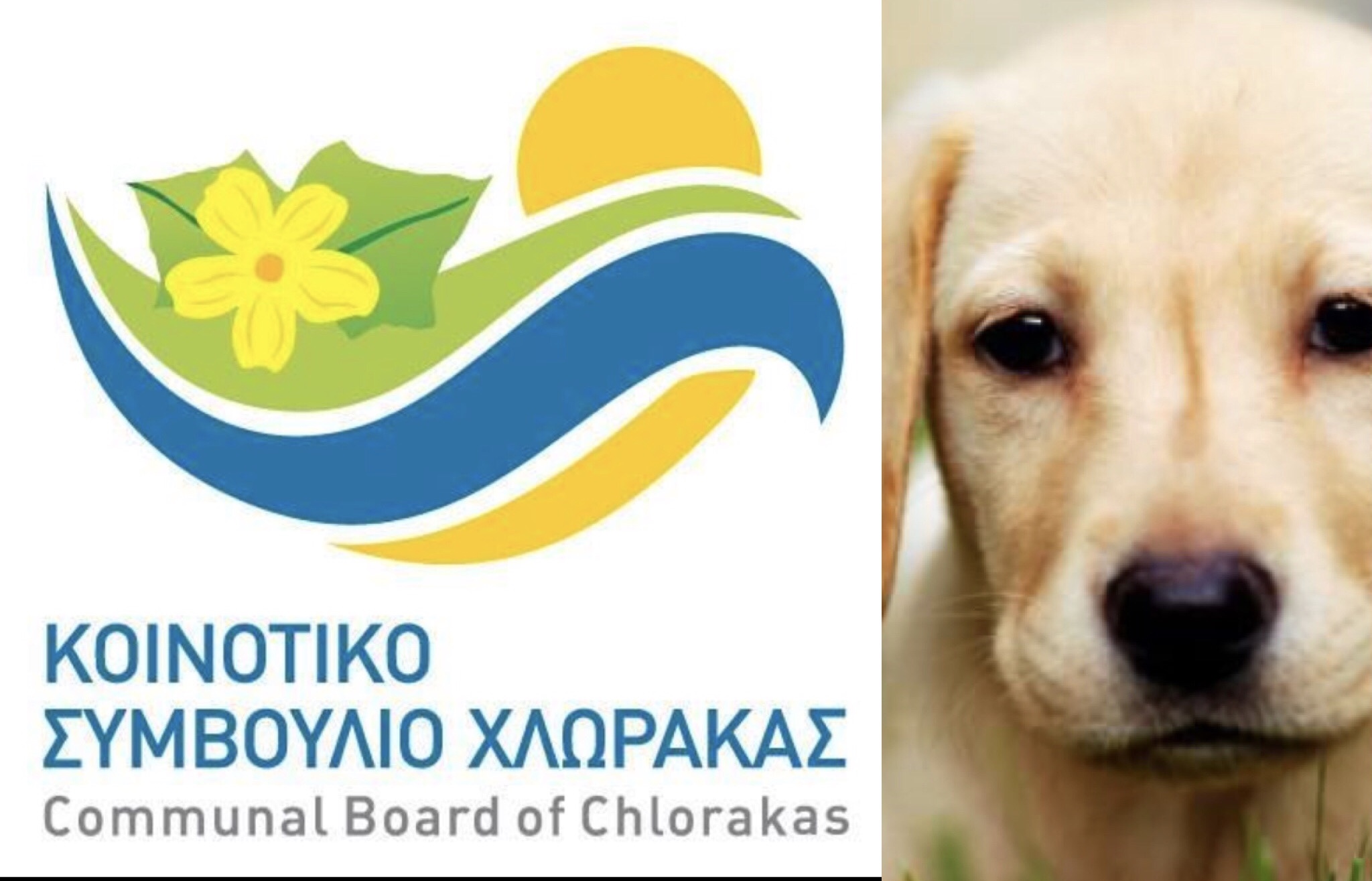 Χλώρακα: Άρχισε εκστρατεία για σκύλους ο Λιασίδης - Τι πρέπει να γνωρίζετε;