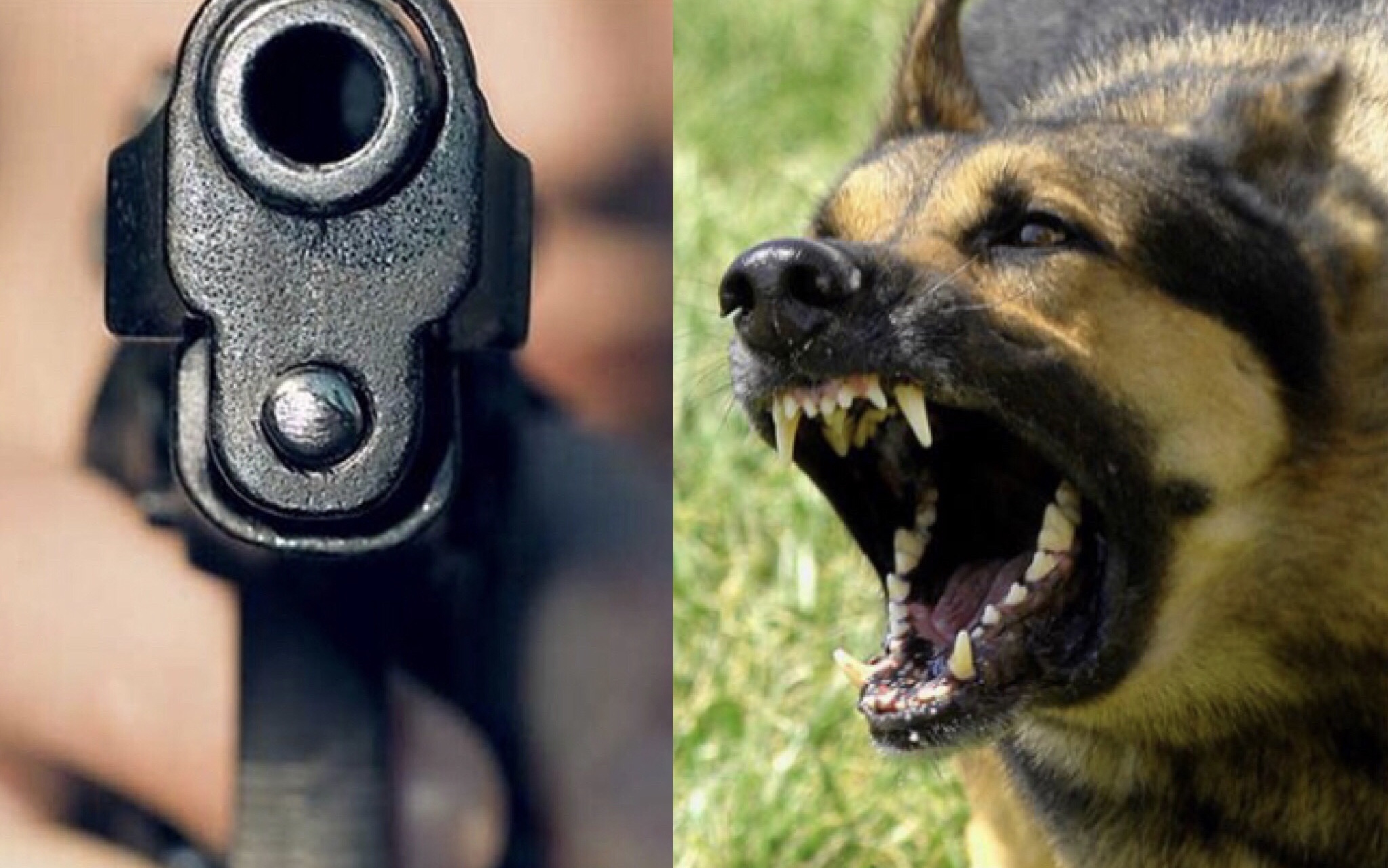 Πάφος: Νέα επίθεση από σκύλους - Ανέσυρε όπλο ο παραπονούμενος