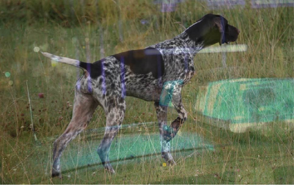Πάφος: Κλάπηκαν κυνηγετικοί σκύλοι χιλιάδων ευρώ