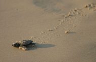Λάρα: Τα πρώτα χελωνάκια του 2020 στην Κύπρο (βίντεο)