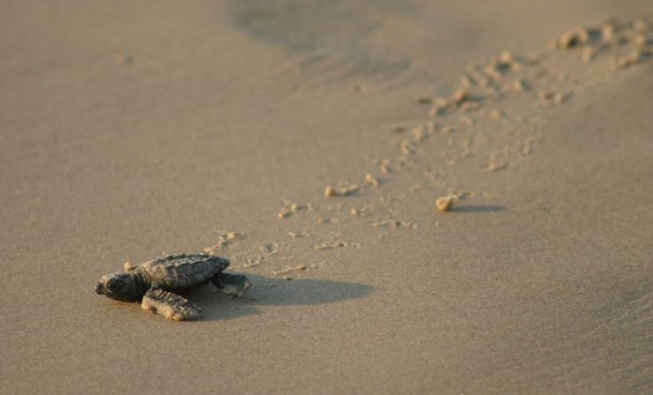 Λάρα: Τα πρώτα χελωνάκια του 2020 στην Κύπρο (βίντεο)