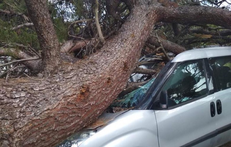 Πάφος: Δέντρο έπεσε πάνω σε όχημα - Πυροσβεστική στη σκηνή