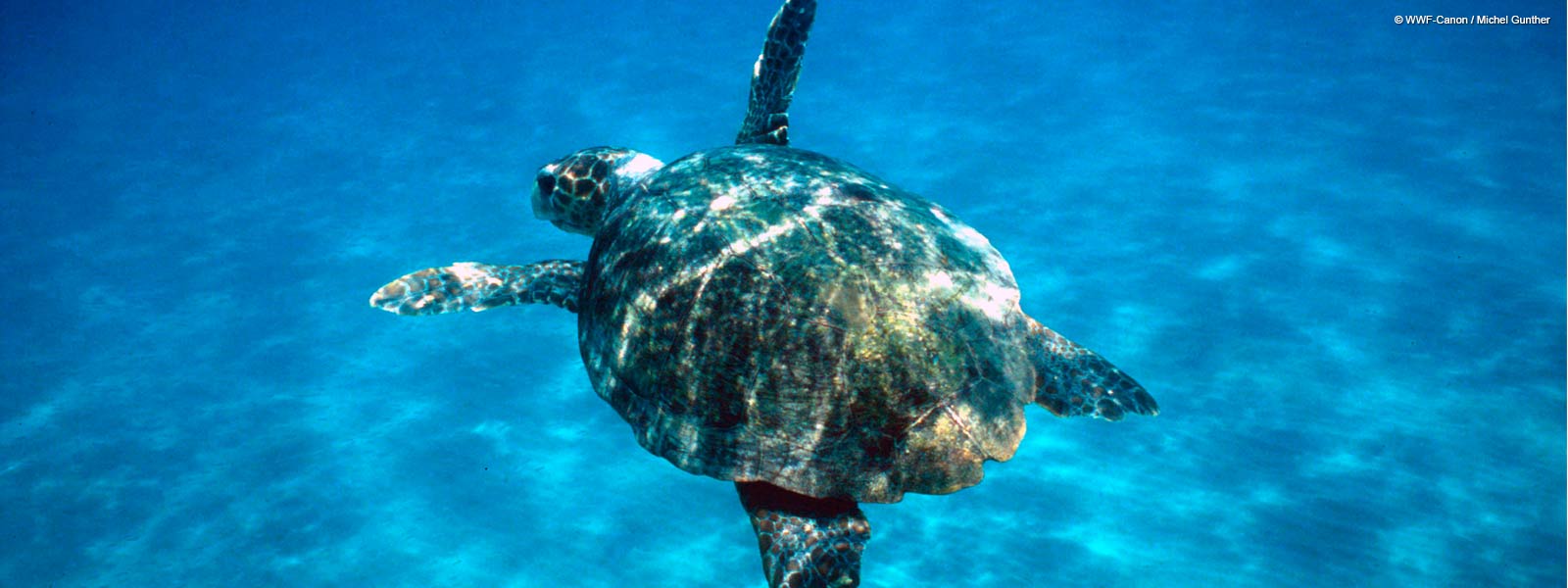 Δημοτικά Μπάνια Πάφου: Μαζί με τους κολυμβητές και η.... χελώνα! - ΦΩΤΟ