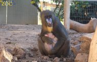 Τα viral γεννητούρια στο Pafos Zoo! - ΦΩΤΟ