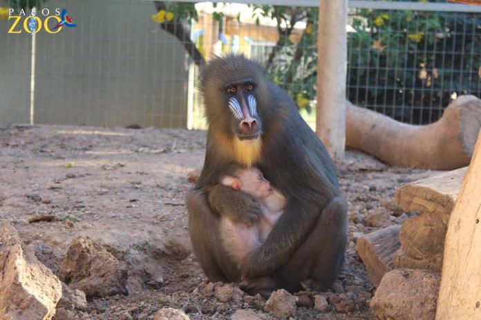 Τα viral γεννητούρια στο Pafos Zoo! - ΦΩΤΟ