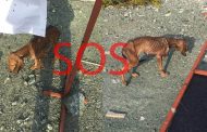 SOS - Πάφος: Αυτό το σκυλάκι χρειάζεται άμεση βοήθεια! - Είναι σε πολύ άσχημη κατάσταση