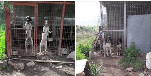 Πάφος: Κλοπή έξι κυνηγετικών σκύλων στα Χολέτρια - ΦΩΤΟ