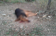 Νέο περιστατικό πυροβολισμού σκύλου - Επιτακτική ανάγκη λειτουργίας Αστυνομίας Ζώων