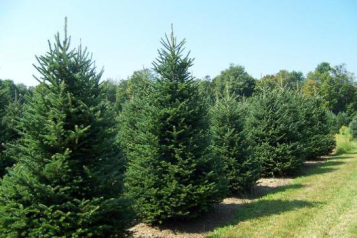 Από που να αγοράσετε χριστουγεννιάτικο δέντρο - ΛΙΣΤΑ κέντρων πώλησης