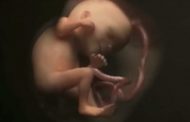 Η ζωή στη μήτρα: Πώς μεγαλώνει το έμβρυο στην κοιλιά της μαμάς - ΒΙΝΤΕΟ