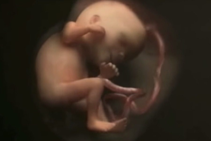 Η ζωή στη μήτρα: Πώς μεγαλώνει το έμβρυο στην κοιλιά της μαμάς - ΒΙΝΤΕΟ