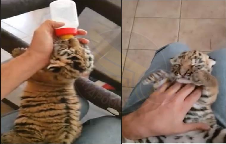 Νέες «αφίξεις» στο Pafos Zoo - Σκέτη γλύκα το νεογέννητο τιγράκι! - ΒΙΝΤΕΟ