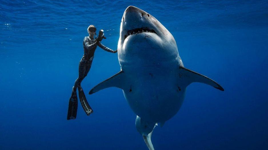 Δύτες κολυμπούν με λευκό καρχαρία - ΒΙΝΤΕΟ