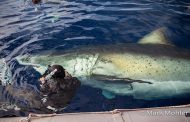 Σπάνια καταγραφή του μεγαλύτερου λευκού καρχαρία στον κόσμο - ΦΩΤΟ