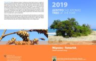 Δέντρο της Χρονιάς 2019: Μέρικος (Tamarix smyrnensis Bunge)