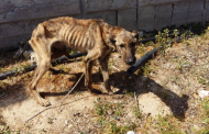 Πάφος: Άφηνε τους σκύλους του νηστικούς και χωρίς νερό - Υπό κράτηση 39χρονος