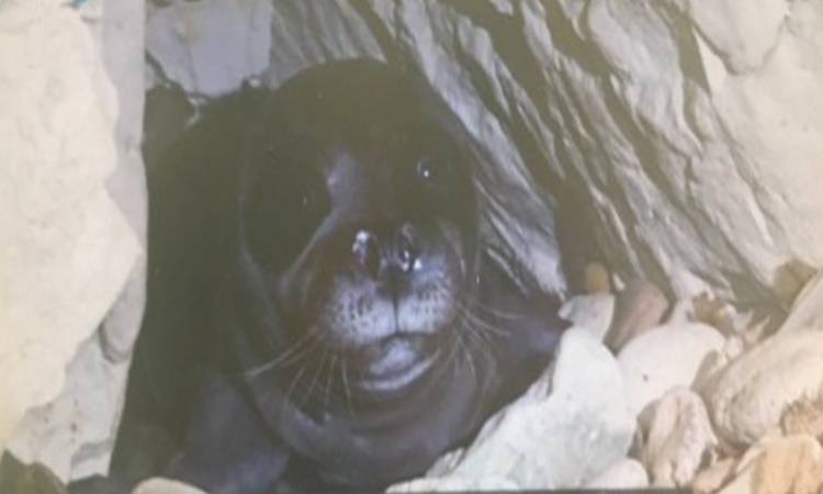 Πάφος: Δεν ξεκαθάρισαν τα αίτια θανάτου της φώκιας «Αφροδίτη» λέει το Τμήμα Αλιείας