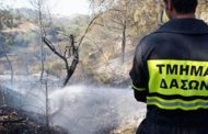 Τμ. Δασών: «Εξαιρετικά μεγάλος» ο κίνδυνος δασικών πυρκαγιών