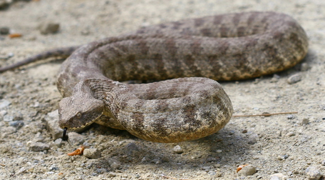 Τα φίδια «ξύπνησαν» και «κόβουν» βόλτες - Τα είδη που συναντάμε στην Κύπρο