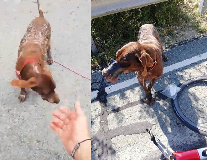 Αίσιο τέλος για το σκυλάκι που βρέθηκε φιμωμένο - ΒΙΝΤΕΟ