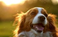 Υπ. Γεωργίας: Δωρεάν σήμανση και εγγραφή σκύλων