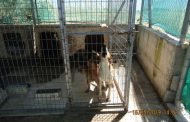 Δ. Γεροσκήπου: Αδέσποτοι σκύλοι για υιοθεσία