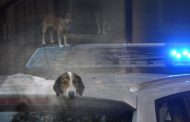 Πάφος: Σκύλοι αξίας χιλιάδων ευρώ έκαναν «φτερά» από χωράφι στη Γεροσκήπου