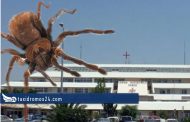 Γενικό Νοσοκομείο Πάφου: Μετά τις ποντίκες... έκαναν έφοδο οι αράχνες - Φώτο