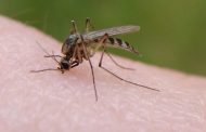 Ο Δήμος Πάφου ζητά τη συνεργασία του κοινού για την καταπολέμιση κουνουπιών 