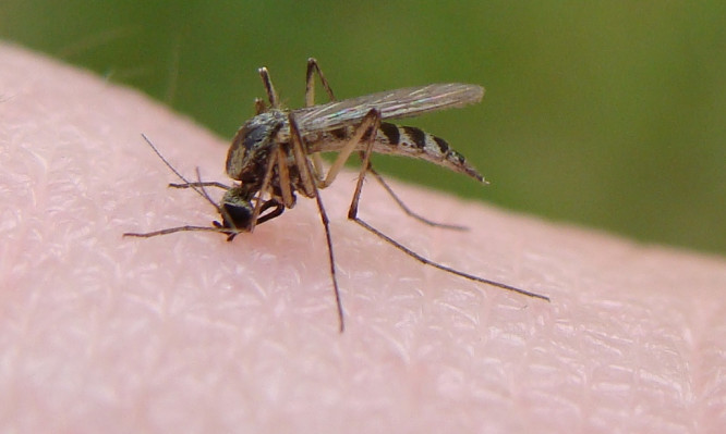 Ο Δήμος Πάφου ζητά τη συνεργασία του κοινού για την καταπολέμιση κουνουπιών 
