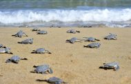 Τμ. Αλιείας: Προσοχή στις θαλάσσιες χελώνες στην περιοχή Λάρας – Τοξεύτρας