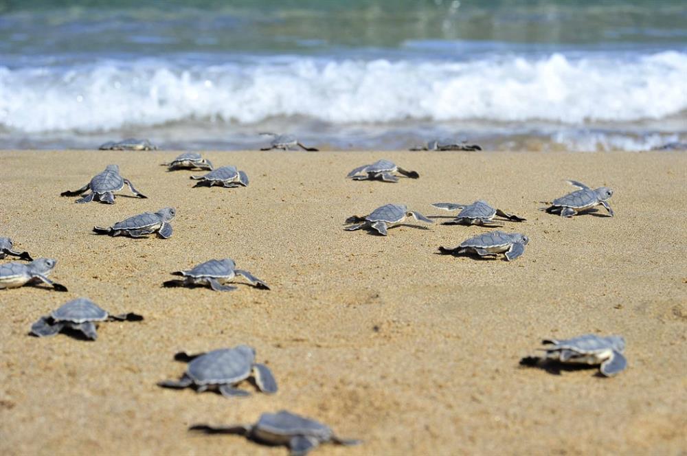 Τμ. Αλιείας: Προσοχή στις θαλάσσιες χελώνες στην περιοχή Λάρας – Τοξεύτρας