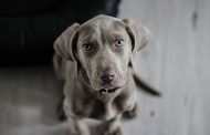 «Σχέδιο δωρεάν σήμανσης και εγγραφής σκύλων» ενέκρινε tο Υπουργικό Συμβούλιο