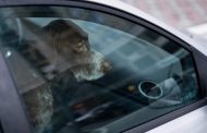 Οικολόγοι: Έγκλημα η παραμονή σκύλου σε αυτοκίνητο υπό συνθήκες καύσωνα
