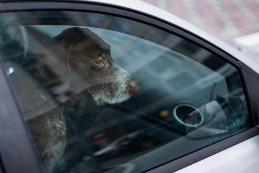 Οικολόγοι: Έγκλημα η παραμονή σκύλου σε αυτοκίνητο υπό συνθήκες καύσωνα