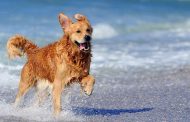 Πάφος: Ποιος οι παραλίες για σκύλους;;