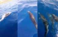 Δελφίνια στον Ακάμα - Δείτε το μοναδικό ΒΙΝΤΕΟ