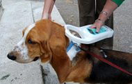Πρόγραμμα δωρεάν σήμανσης σκύλων - Συνεχίζεται αυτή την εβδομάδα