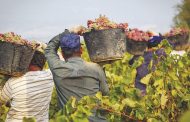 Πάφος: Σε εγρήγορση τα χωριά για παραγωγή κρασιού και ζιβανίας - Φώτο
