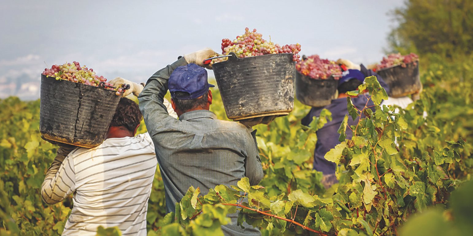 Πάφος: Σε εγρήγορση τα χωριά για παραγωγή κρασιού και ζιβανίας - Φώτο