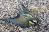 Καταγγελίες για περιστατικά παράνομης θανάτωσης πουλιών