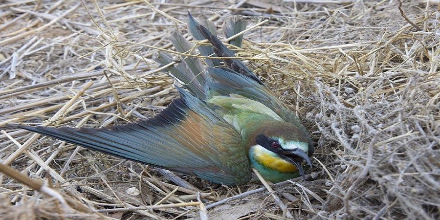 Καταγγελίες για περιστατικά παράνομης θανάτωσης πουλιών