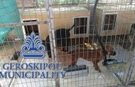 Πάφος: Αδέσποτα σκυλάκια για υιοθεσία από την Δ. Γεροσκήπου - Φώτο