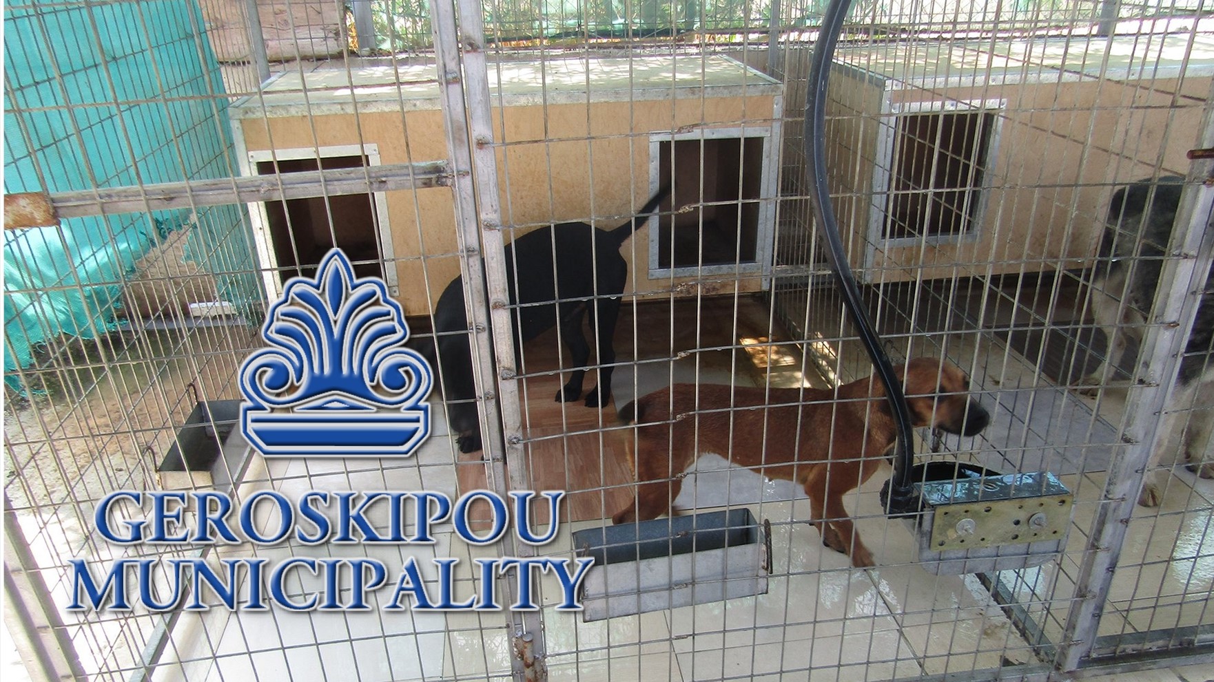 Πάφος: Αδέσποτα σκυλάκια για υιοθεσία από την Δ. Γεροσκήπου - Φώτο