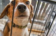 Εγκρίθηκε το νέο Νομοσχέδιο για την προστασία των ζώων – Αυξάνονται οι ποινές κακομεταχείρισης