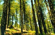 Τμ. Δασών: Παράταση υποβολής αιτήσεων για το Πρόγραμμα «Φυτεύω για το Κλίμα»