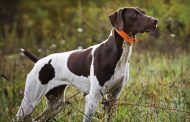 Κόμμα Κυνηγών: Εισηγήσεις για τα εκπαιδευτικά σκύλων 2020
