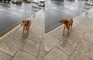 SOS - Σκυλάκι περιφέρεται στο Αεροδρόμιο Πάφου - ΦΩΤΟ