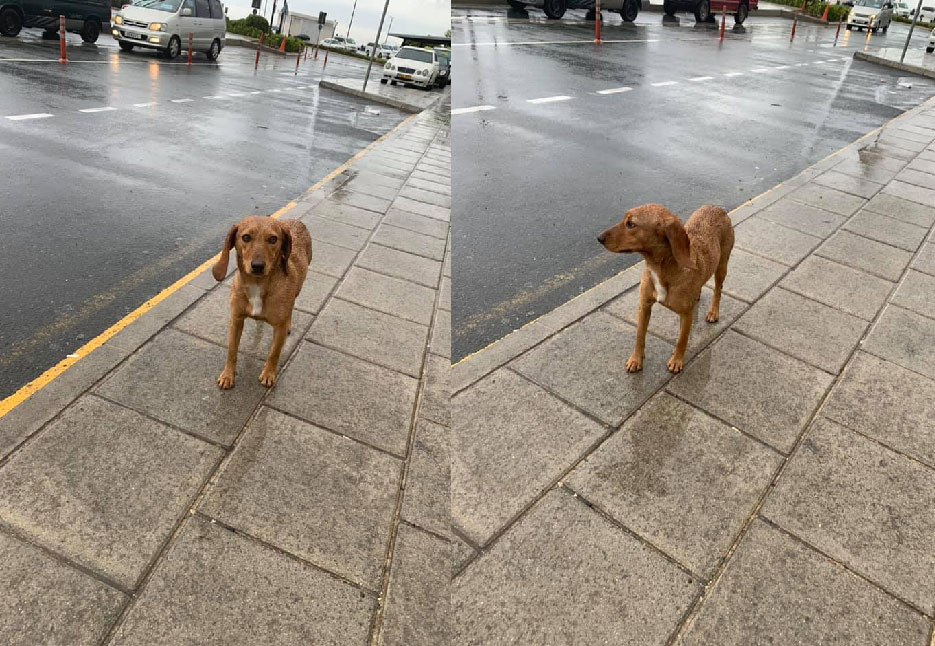 SOS - Σκυλάκι περιφέρεται στο Αεροδρόμιο Πάφου - ΦΩΤΟ